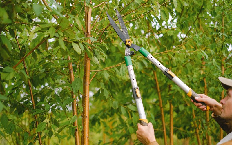 Tree trimming in Bonduel, WI